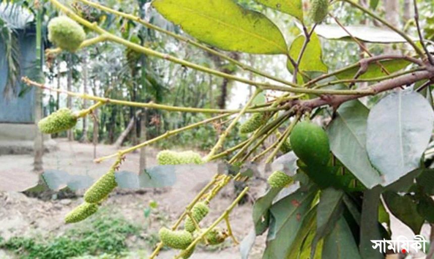 1 3 অবাক কাণ্ড: ঠাকুরগাঁয়ে লিচু গাছে আম ধরেছে