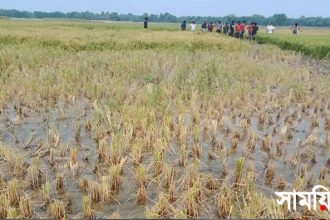 hhh নাটোরের নলডাঙ্গায় চুরি করে অন্যের জমির ধান কাটার অভিযোগ