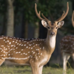 পদ চরফ্যাশনে জবাই করা হরিণ উদ্ধার