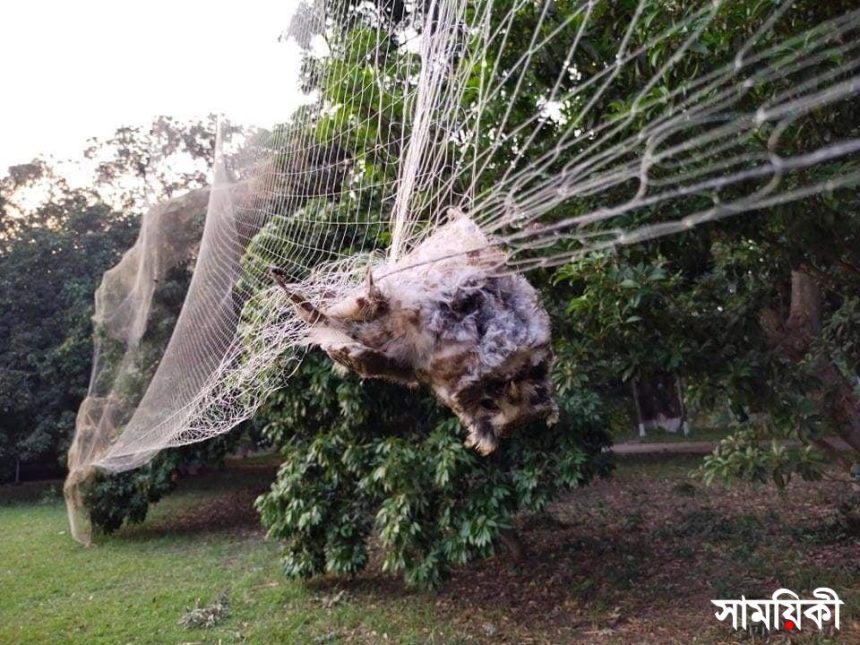 2 2 নাটোর উত্তরা গণভবন: <br>কারেন্ট জাল বিছিয়ে বিলুপ্ত প্রজাতির প্রাণী নিধন