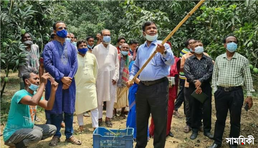 am নাটোরে গাছ থেকে আম সংগ্রহ শুরু