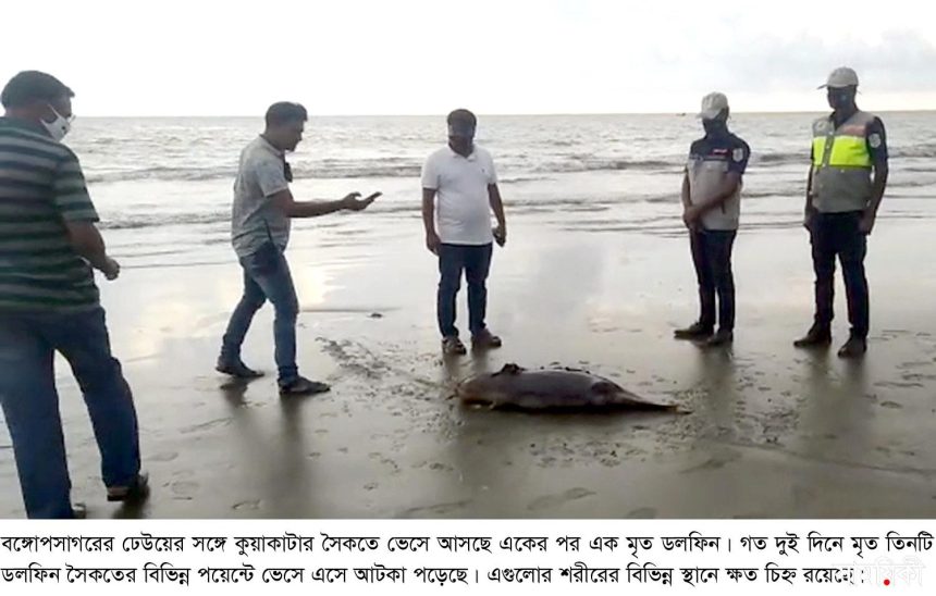 kalapara pic1 dolphin recovery 10 05 2021 সাগরের ঢেউয়ে ভেসে আসছে একাধিক মৃত ডলফিন