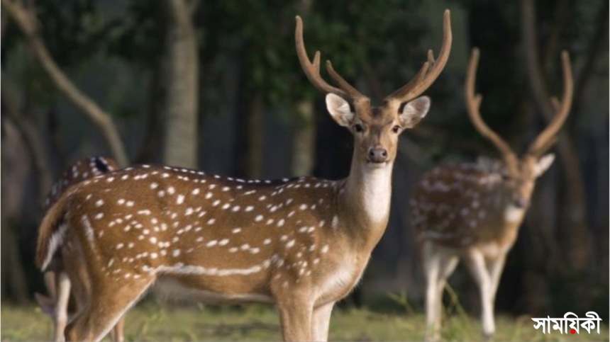 পদ চরফ্যাশনে জবাই করা হরিণ উদ্ধার