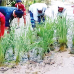 ্প রাস্তা সংস্কারের দাবীতে ধান গাছ লাগিয়ে প্রতিবাদ