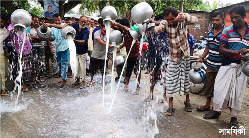 নাটোর 3 নাটোরে দুধ বিক্রি করতে না পেরে সড়কে ঢেলে প্রতিবাদ