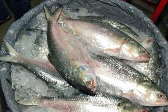 hilsa বাজারে আসছে ইলিশ, কমেনি দাম