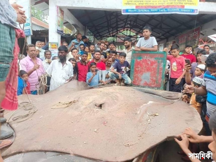 mach তিন লক্ষ টাকায় বিক্রি হলো ৬০০ কেজির শাপলাপাতা মাছ