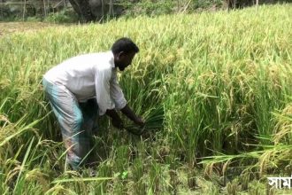 dhan বাগেরহাটে দেড় মণ ধানে একজন শ্রমিকের দৈনিক মজুরি, বিপাকে কৃষক