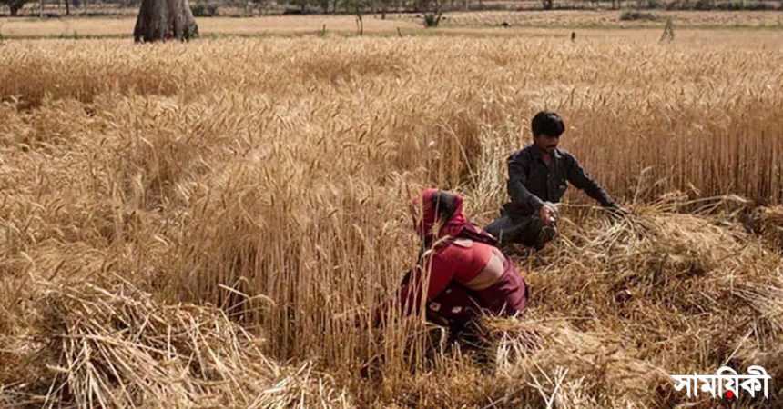 gom নিজেদের চাহিদা মেটাতে গম রপ্তানি নিষিদ্ধ করেছে ভারত