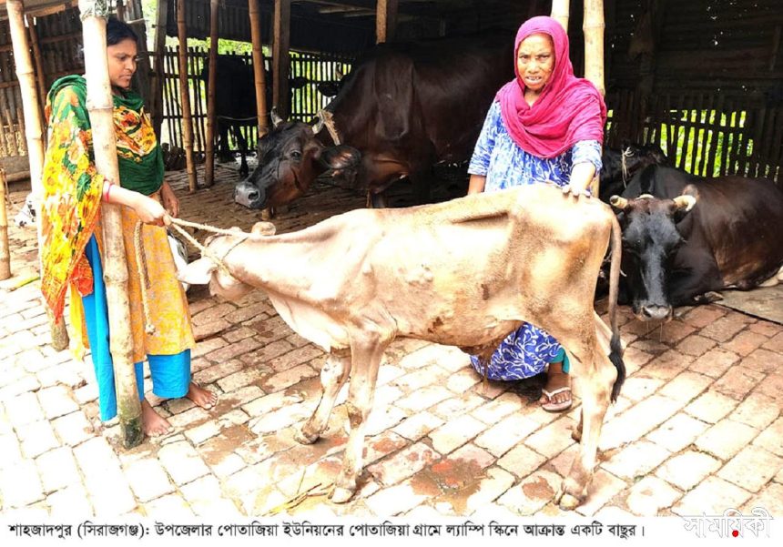 Shahzadpur News 01...28 06 22 1 শাহজাদপুরে ২’শতাধিক গরু ল্যাম্পি স্কিন রোগে আক্রান্ত; খামারির মুখে দুঃশ্চিন্তার ছাঁপ