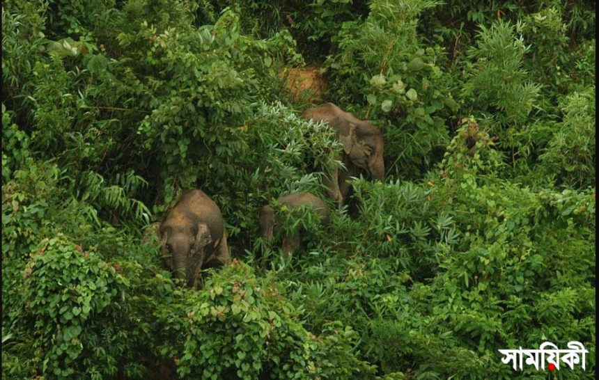 hati চট্টগ্রামের রাঙ্গুনিয়ায় বন্য হাতির আক্রমণে একজনের মৃত্যু