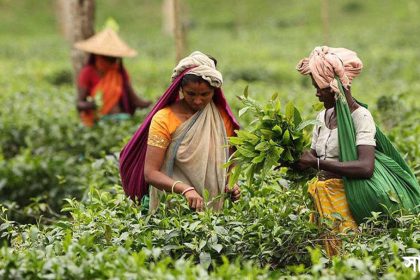 ca banga চা লাভজনক বাণিজ্যিক খাত, এখানে বেতনবৈষম্য সংবিধান পরিপন্থি: টিআইবি