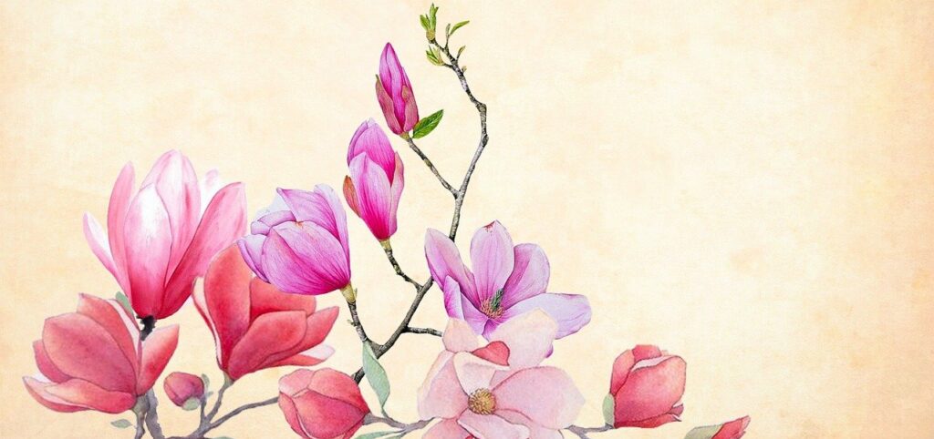 flower, magnolia, watercolor