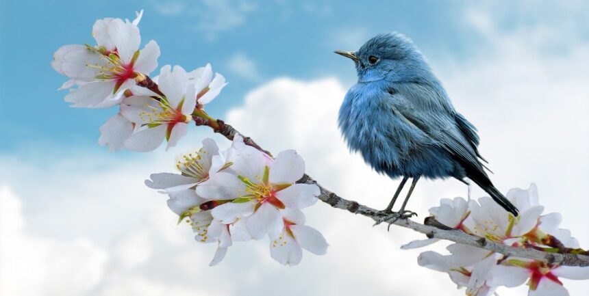 bird, blue, clouds