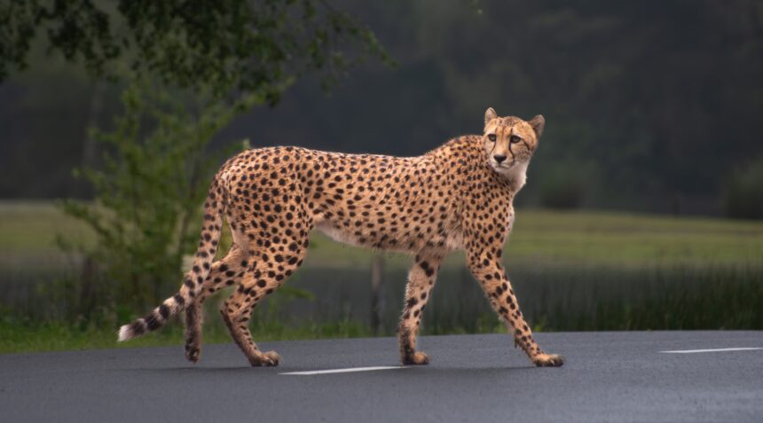 a cheetah walking across a paved road সবচেয়ে দ্রুত চলতে পারে কোন প্রাণী?